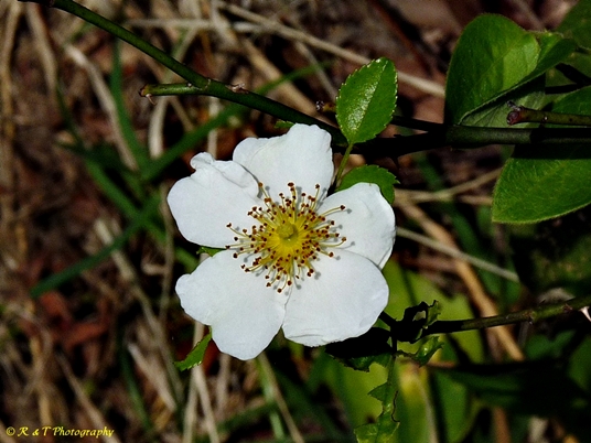 {Rosa luciae}
